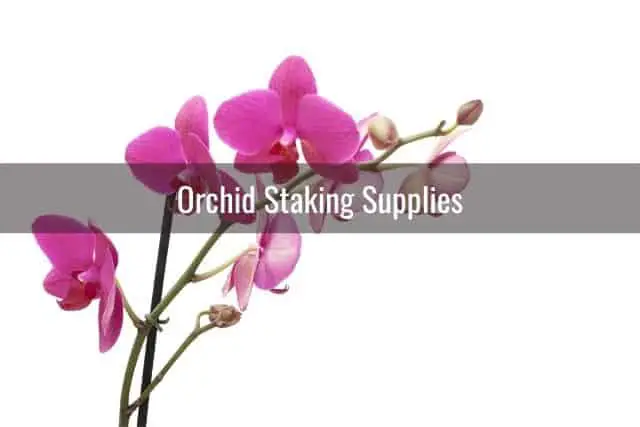 Orchid growing supplies for staking and supporting orchid flower spikes