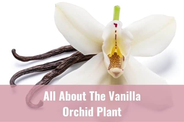 White orchid flower with vanilla beans in background