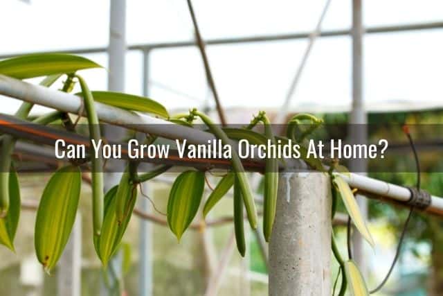 Vanilla orchid vine on a support trellis