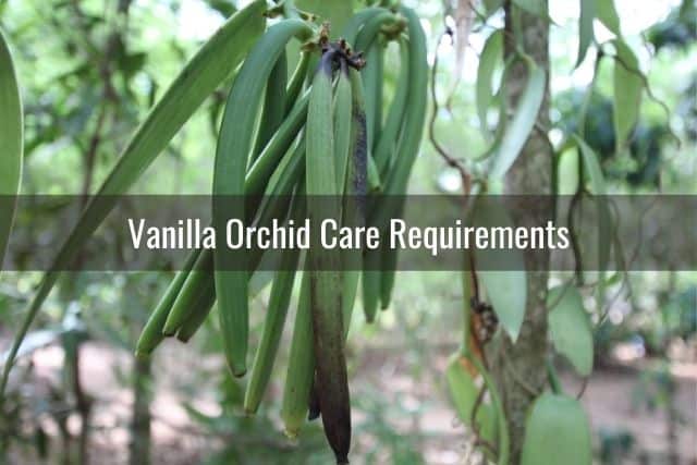 All About Vanilla Orchid Care And Propagation Everyday Orchids 