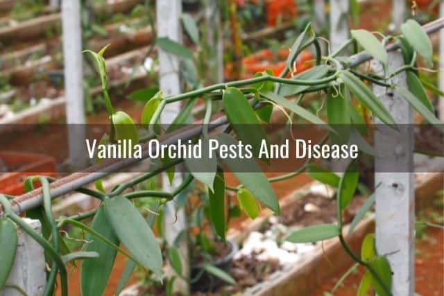 Vanilla orchid vine outdoors