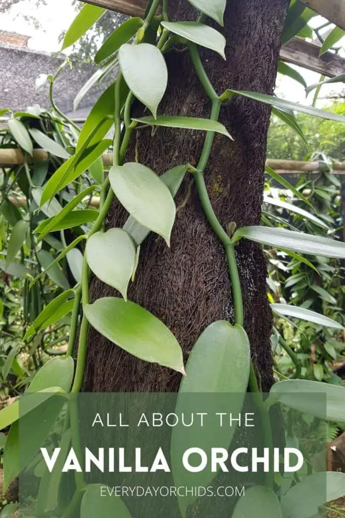 Vanilla orchid vine climbing up a tree