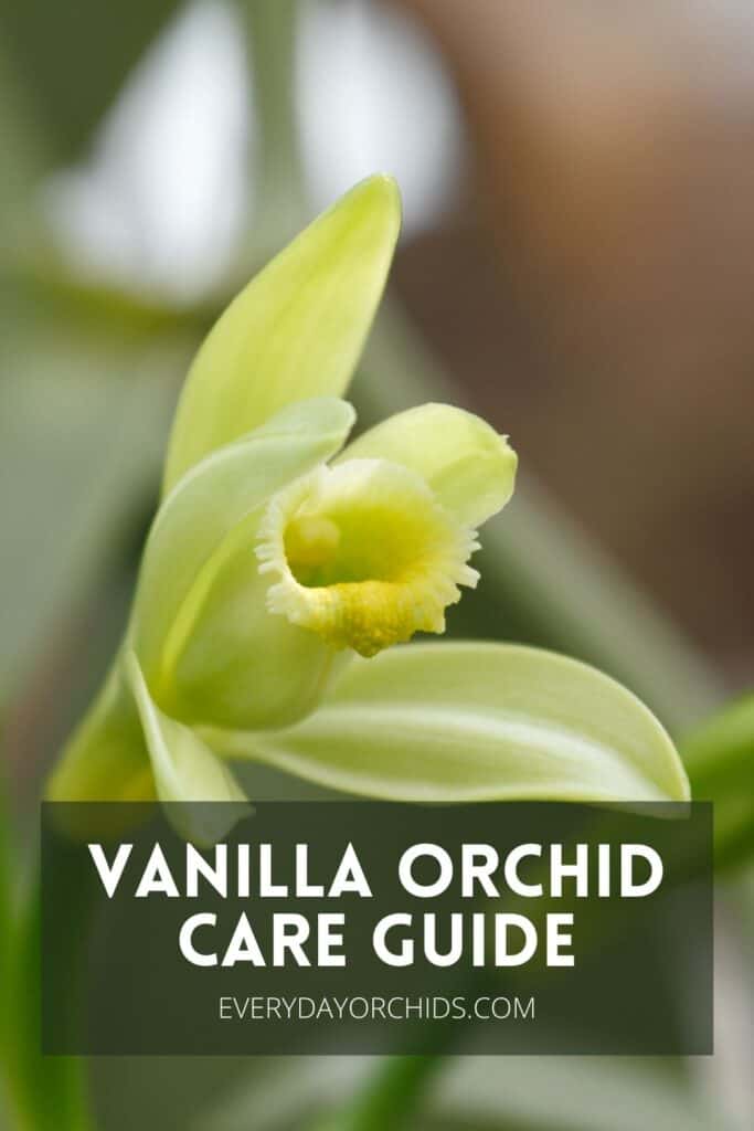 Yellow vanilla orchid flower