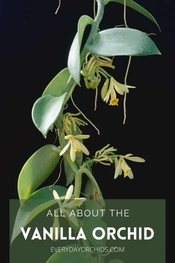 Vanilla orchid flowers on the vine