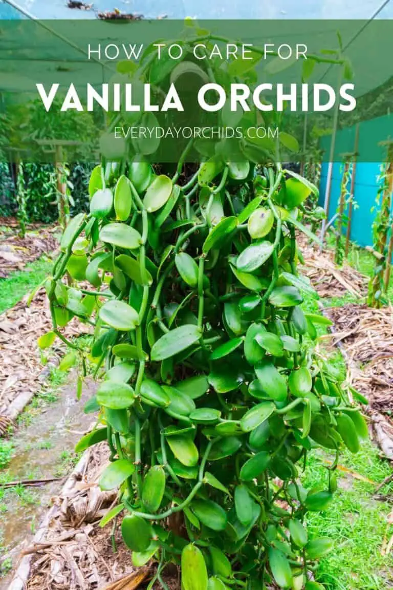 All About Vanilla Orchid Care And Propagation Everyday Orchids