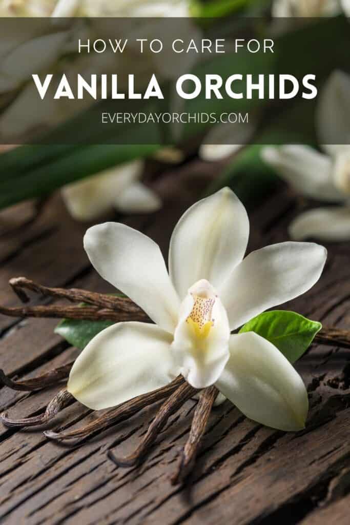 White vanilla orchid flower with vanilla bean seeds