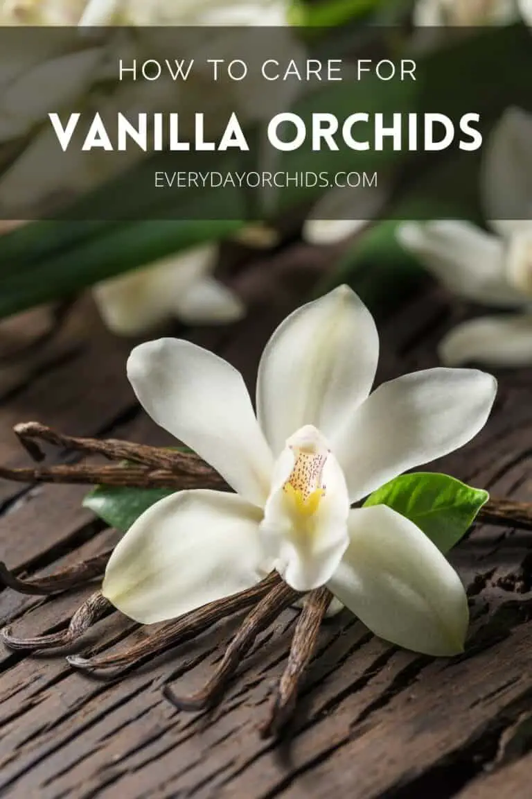 All About Vanilla Orchid Care And Propagation Everyday Orchids