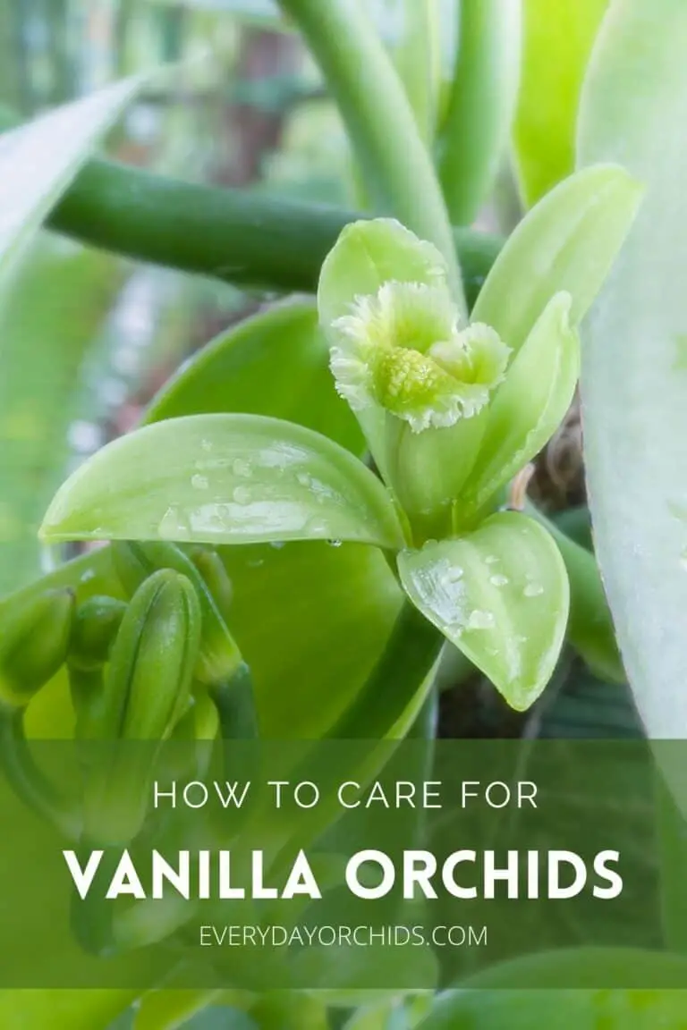 All About Vanilla Orchid Care And Propagation - Everyday Orchids