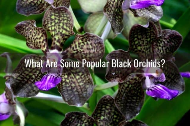 Black Vanda orchid flowers
