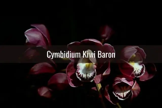Dark burgundy Cymbidium Kiwi Baron orchid flowers