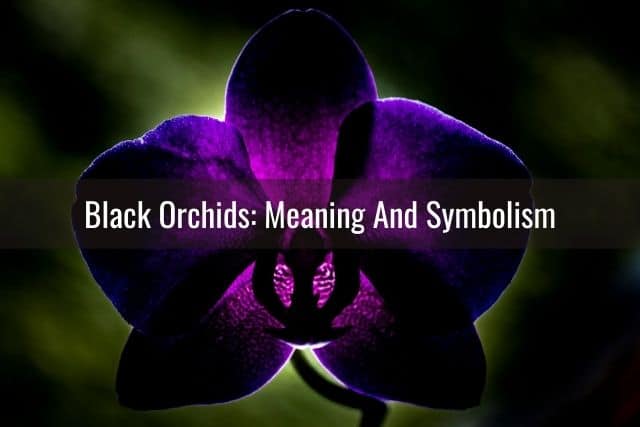 Black orchid flower backlit