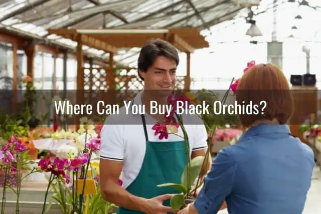 Person buying an orchid in a flower shop