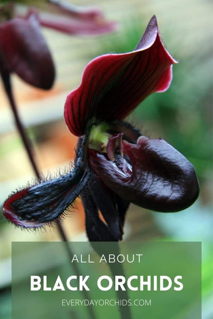 Paph black orchid flower
