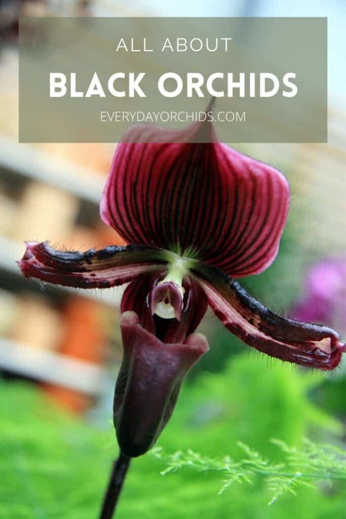 Black orchid paph flower close up