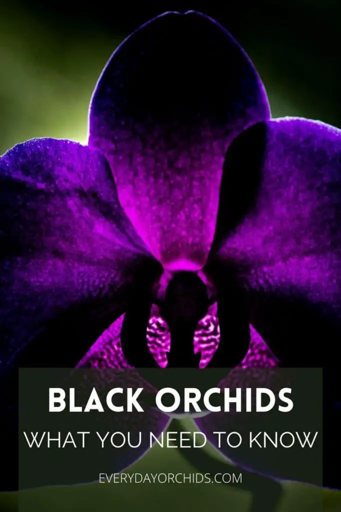 Dark purple orchid flower backlit