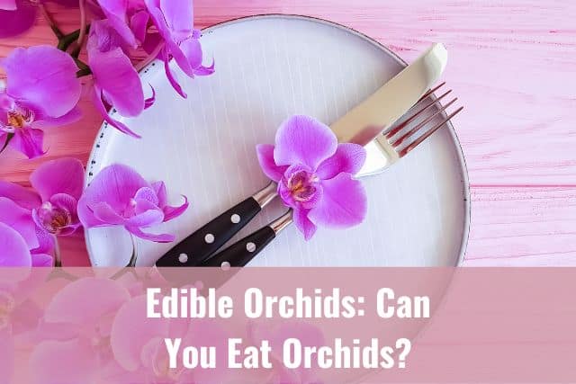 Purple orchid flowers on a plate with silverware ready to eat