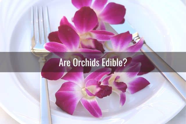 Purple edible Dendrobium orchid flowers on a white plate with fork