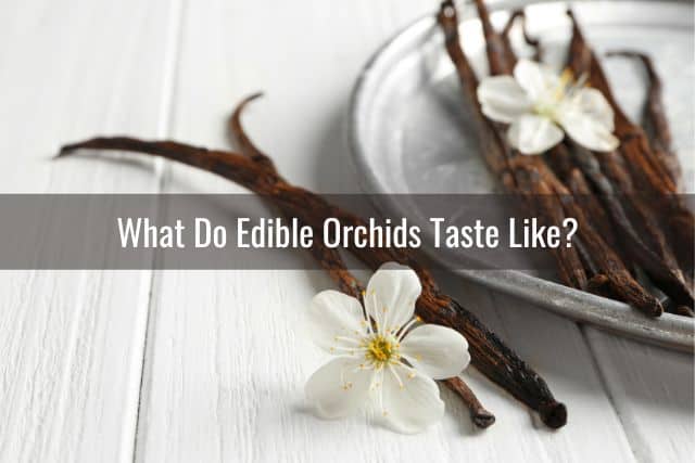 Vanilla orchids and the vanilla seedpods on a plate with white background