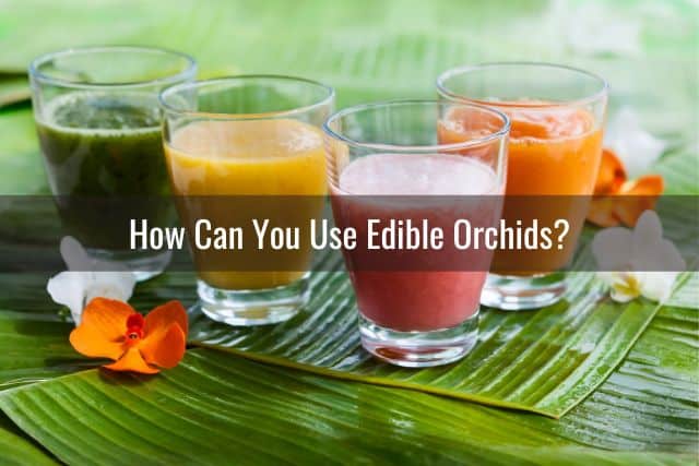 Edible orchids on green leaf mat with different colored drinks