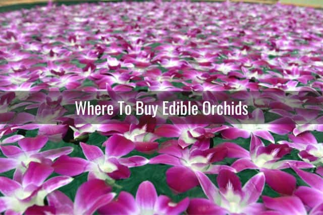 Edible orchid flowers
