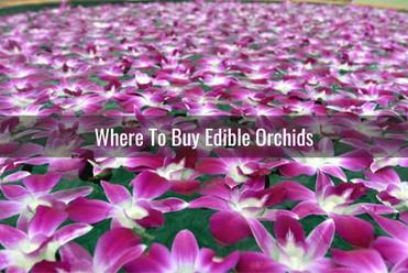 Edible Orchids  Buy Wholesale Edible Flower Karma Orchids Online