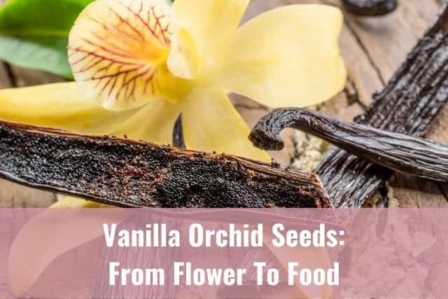 Vanilla orchid flower with vanilla bean seeds