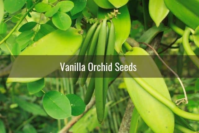 Vanilla Bean Seeds: From Flower To Food