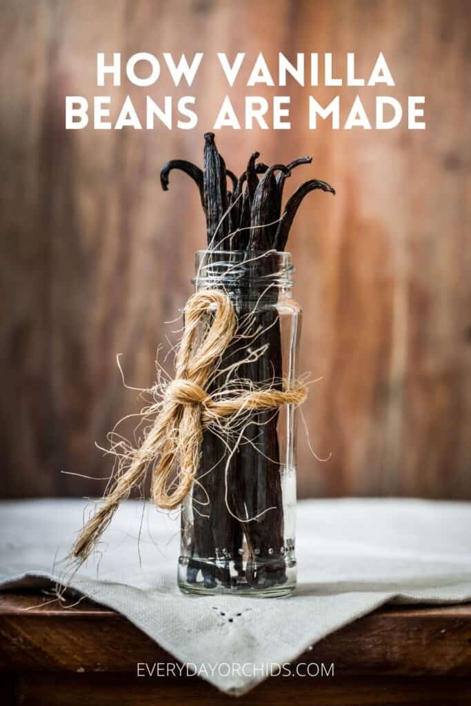 Vanilla bean pods in a glass jar with twine