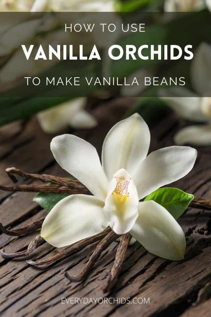 White orchid flower with vanilla bean seeds on a wooden table