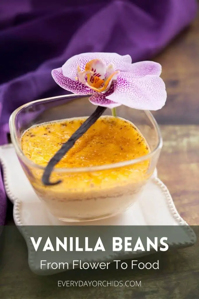 Vanilla creme brulee topped with a vanilla bean seed pod and an orchid flower