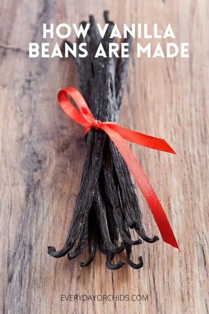 Vanilla bean seed pods tied with a red ribbon on a wooden table