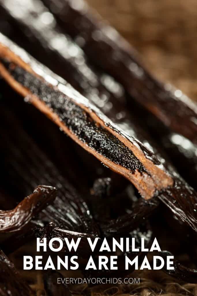 Vanilla bean seed pods split open