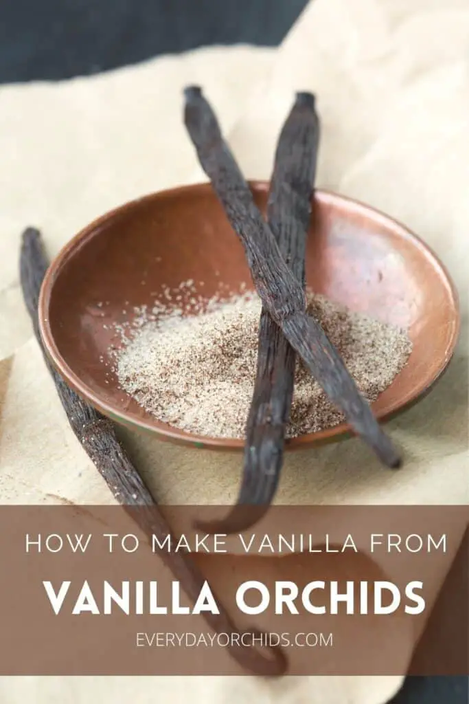 Vanilla bean seeds on a wooden bowl of vanilla-scented sugar