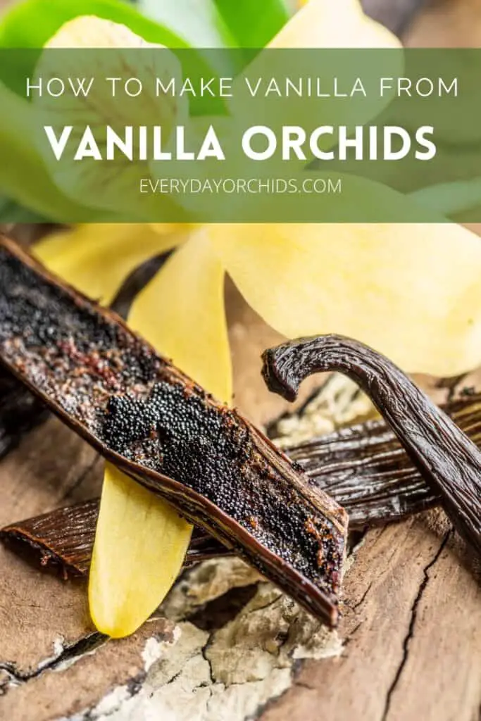 Vanilla orchid flower with vanilla bean pods split open