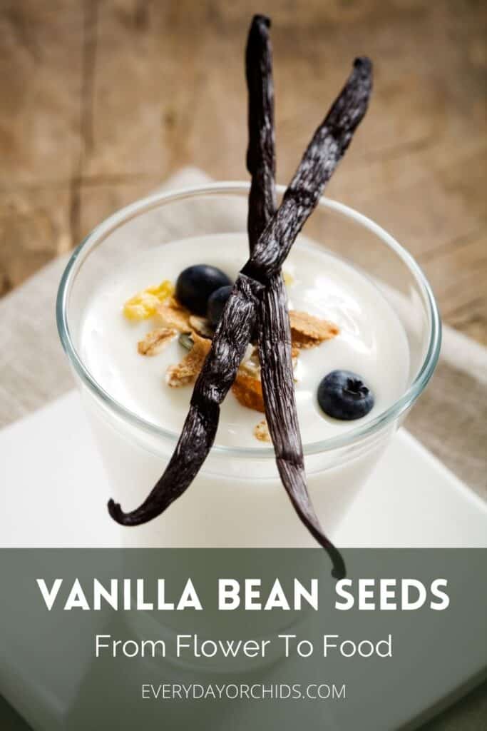 Vanilla yogurt with vanilla bean seed pods on top of the glass
