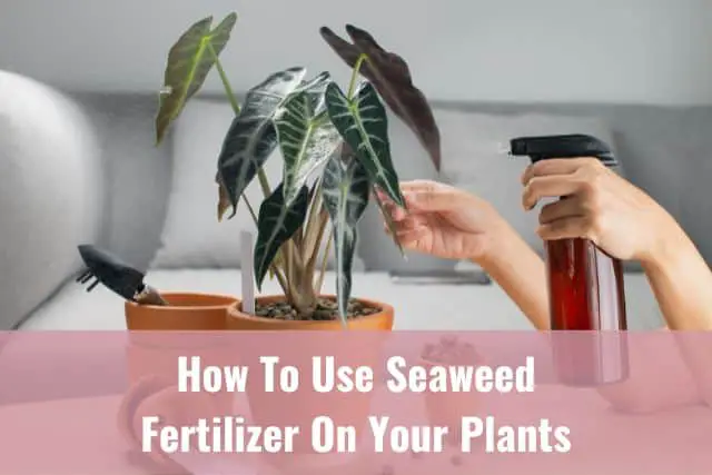 Person spraying seaweed fertilizer solution on to leaves