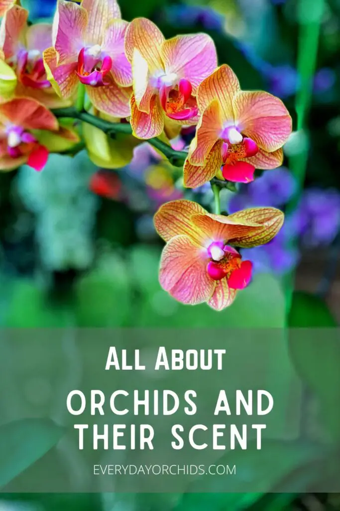 Bright pink and orange orchid flowers outdoors
