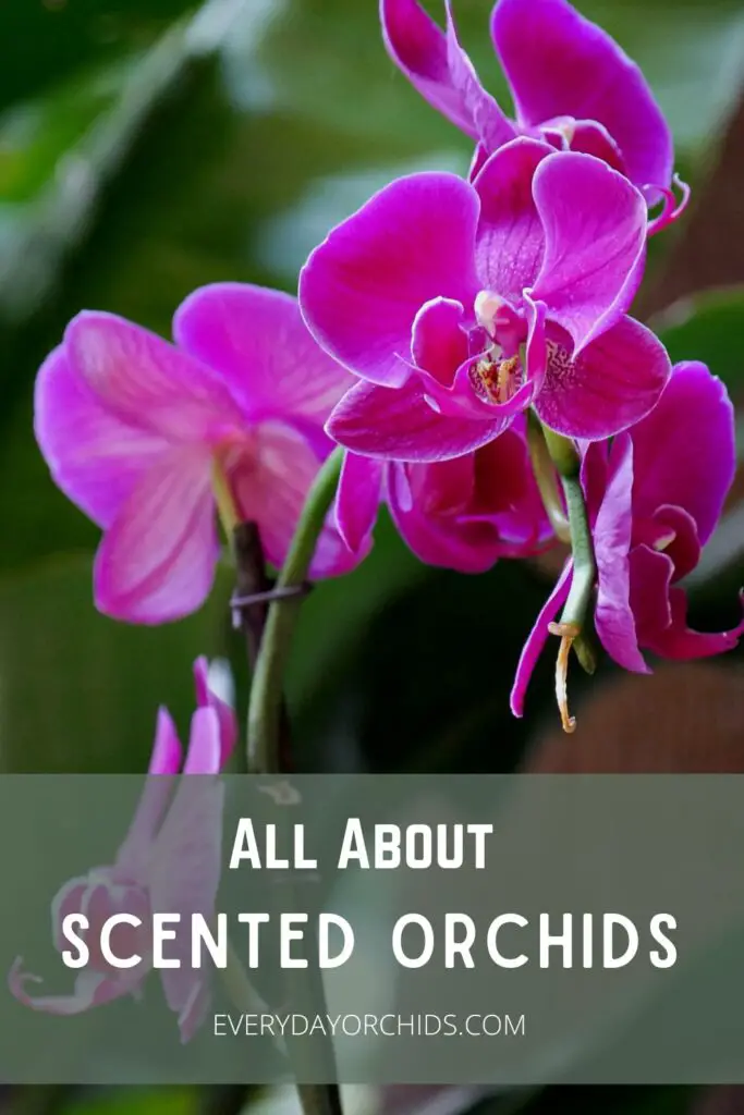 Pink Phalaneopsis orchid flowers outdoors