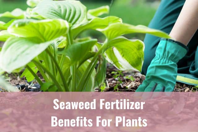 Healthy plants growing after seaweed fertilizer used