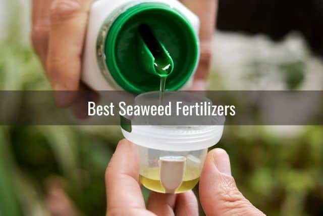 Person pouring seaweed fertilizer into measuring cup