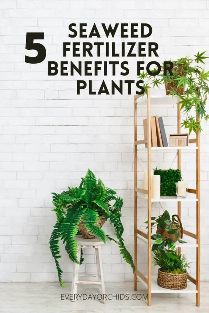 Healthy plants on bookshelf after being treated with seaweed fertilizer