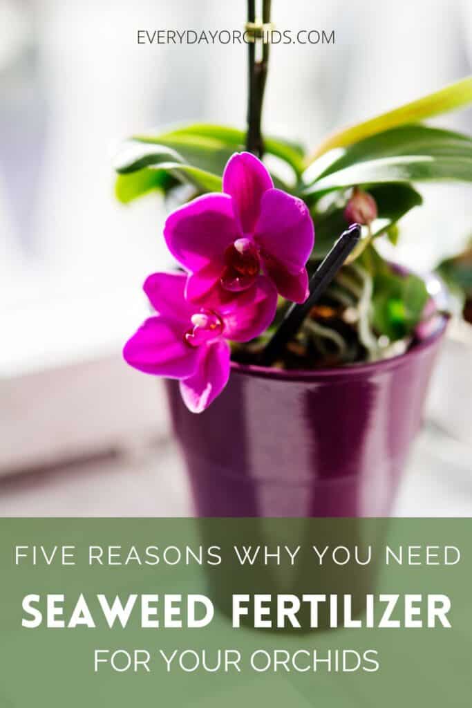 Healthy orchid in purple pot after being treated with seaweed fertilizer