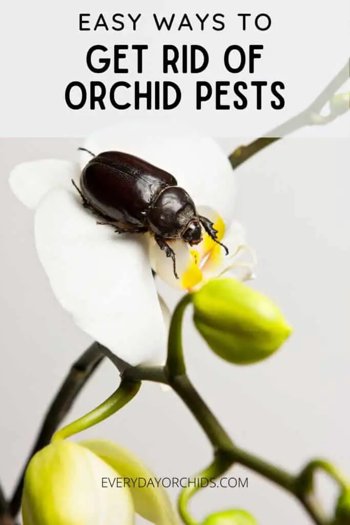 Giant pest on orchid