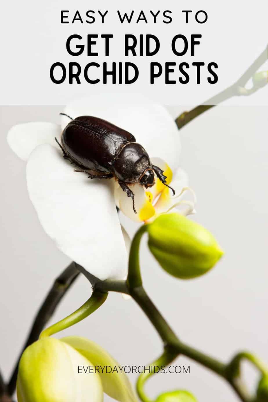 How To Get Rid of White Bugs and Other Orchid Pests - Everyday Orchids