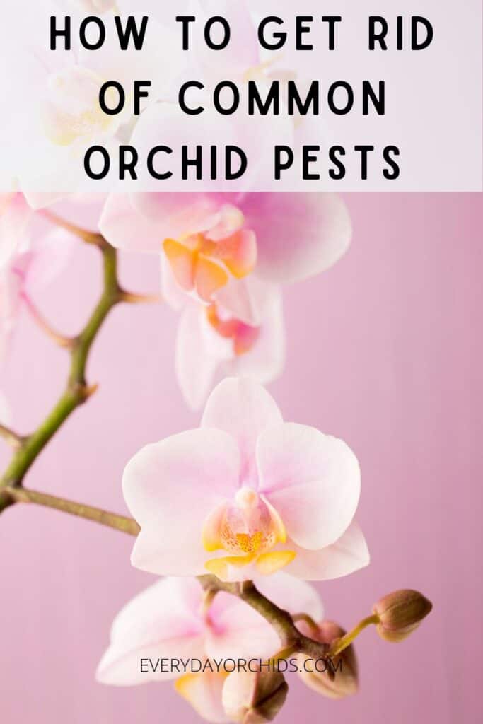 White orchid flowers pest-free against pink background