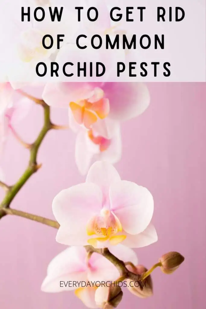 White orchid flowers pest-free against pink background