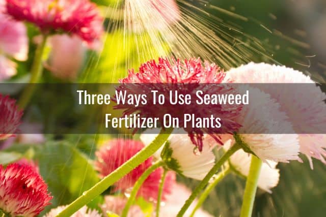 Outdoor flowers being sprayed with seaweed fertilizer solution