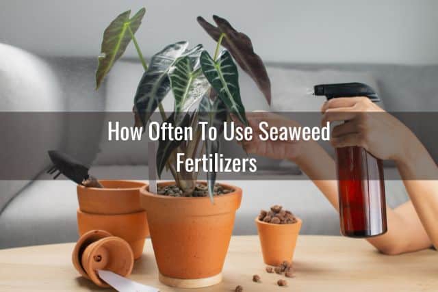 Foliar feeding with seaweed fertilizer