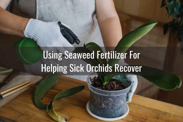 Person spraying orchid plant with seaweed fertilizer solution