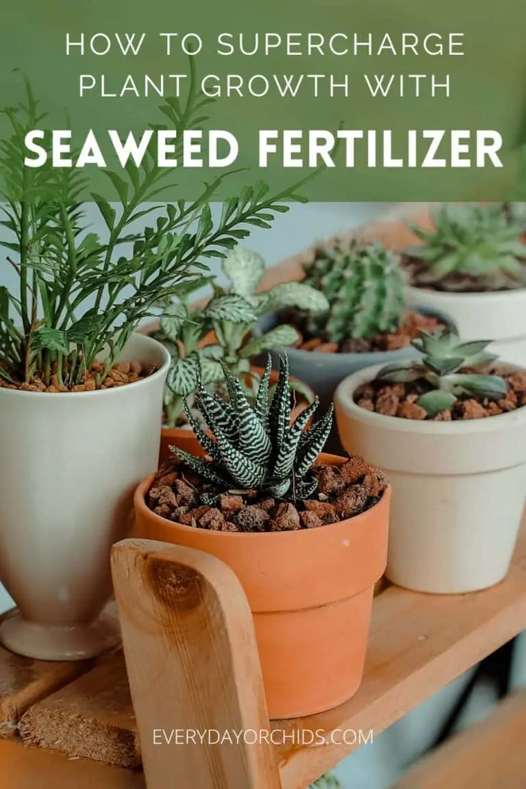 How To Use Seaweed Or Kelp Fertilizer On Your Plants - Everyday Orchids